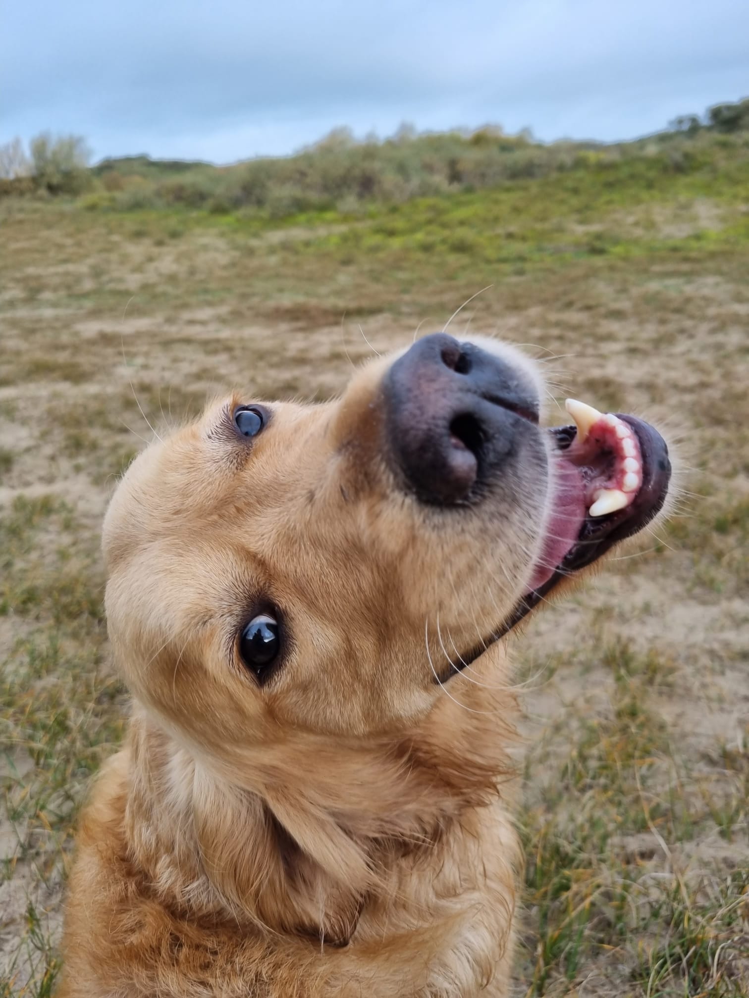 Aandacht voor jouw hond